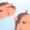 Comprendre comment les chevaux communiquent