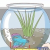 Déterminer l'âge d'un poisson betta