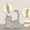 Communiquer avec votre chat