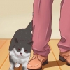 Ouvrir la gueule d'un chat