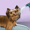Toilettage du pelage d'un yorkshire terrier