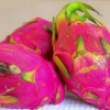 Manger des fruits du dragon (pitaya)