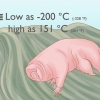 Trouver et prendre soin d'un tardigrade comme animal de compagnie