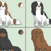 Choisir un cavalier king charles spaniel