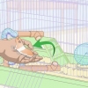 Enseigner des tours à un hamster