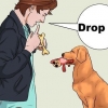 Apprendre à un chien à aller chercher