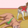 Frotter le ventre d'un chien