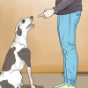Punir un chien