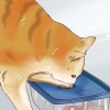 Faire dormir un chaton hyperactif
