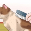 Prendre soin d'un chat