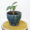 Utiliser une mèche pour arroser une plante