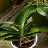 Rempoter une orchidée