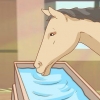 Nourrir un cheval