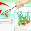 Sauver un poisson rouge mourant