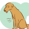 Reconnaître un chien mourant