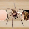 Reconnaître une araignée à entonnoir