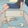 Faire face à une mère chien qui rejette ses chiots