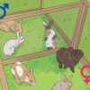 Déterminer le sexe d'un lapin