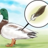 Voir la différence entre les canards mâles et femelles