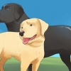 Laisser les chiens s'accoupler