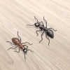Tuer les fourmis charpentières