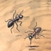 Reconnaître les fourmis charpentières