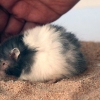 Donner un bain à votre hamster