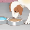 Traiter son chien