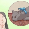 Désactivez votre chat