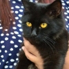 Mettre son chat sur un harnais