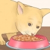 Faire plaisir à votre chat