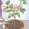 Tailler votre plant de poivron