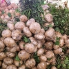 Éplucher le jicama