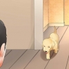 Élever de jeunes chiens