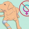 Élevage de labradors