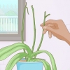 Faire refleurir les orchidées