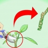 Boutures de plumeria