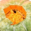 Graines de citrouille grillées