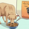 Chiots sevrés