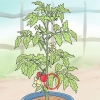 Tailler les tomates de patio