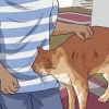 Démêler la fourrure de chat