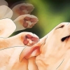 Se débarrasser des poux de chien