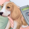 Prendre soin d'un chien négligé