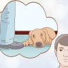 Voir si votre chien est déprimé