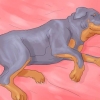 Assurez-vous que votre chien ne dort plus dans votre lit