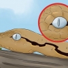 Prendre soin d'un serpent qui mue