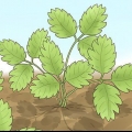 Tailler les plants de fraises