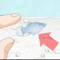 Prendre soin de bébé poisson platy