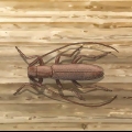 Combattre le longicorne