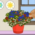 Têtes de chrysanthème